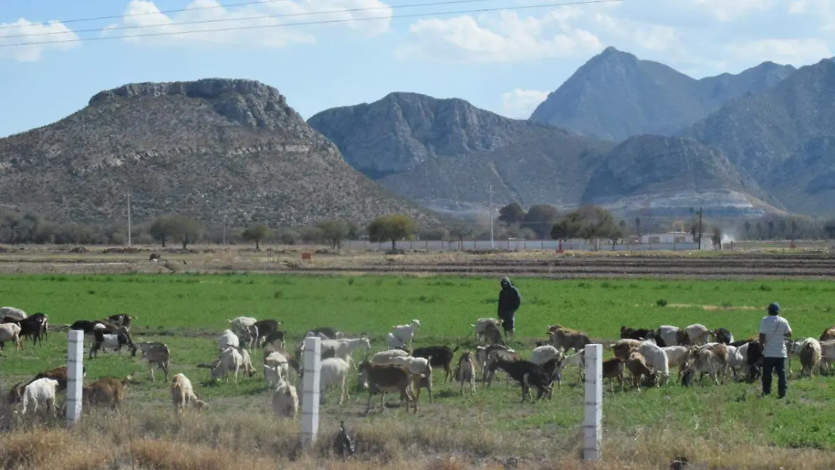 26 SOLIS Otro año díficil 2 campo